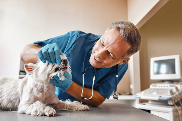 Best Emergency Root Canal Treatment in Wakefield, MI